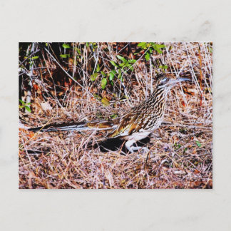 Cartão Postal Roadrunner Bird