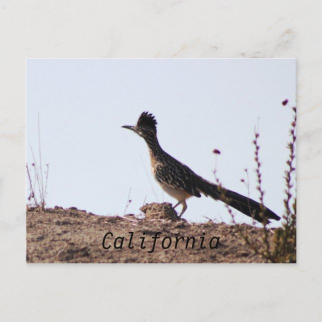 Cartão postal RoadRunner California (Frente)