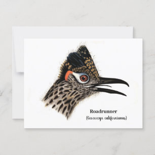Cartão Postal Roadrunner (Geococcyx californianus)