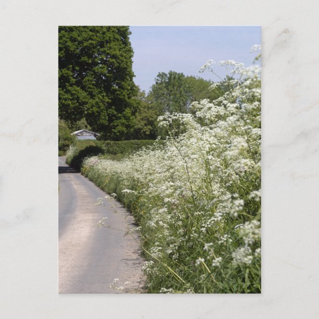 Cartão Postal Roadside Hedgerow Herefordshire (Frente)