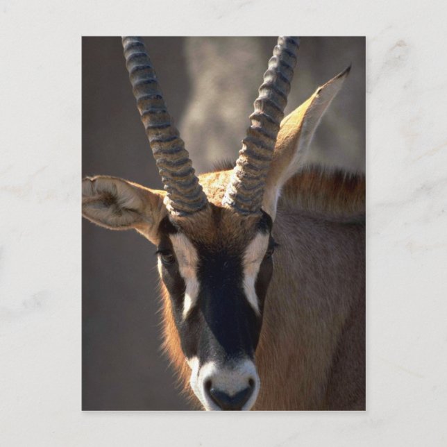 Cartão Postal Roan Antelope Head (Frente)