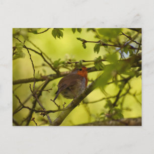 Cartão Postal Robin