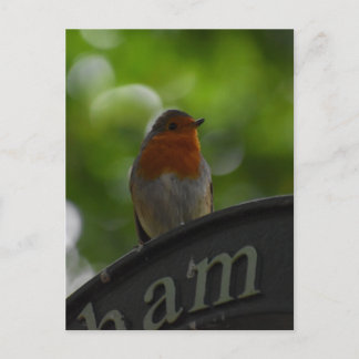 Cartão Postal Robin