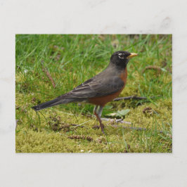 Cartão Postal Robin