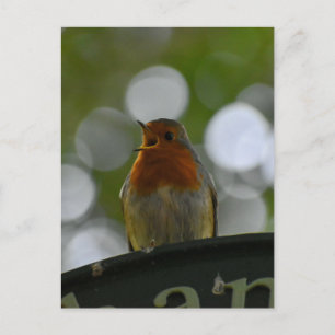 Cartão Postal Robin