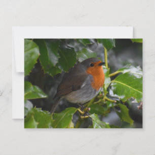 Cartão Postal Robin