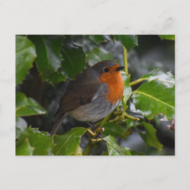 Cartão Postal Robin  (Frente)