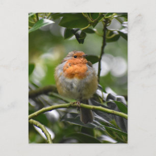 Cartão Postal Robin