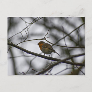 Cartão Postal Robin 