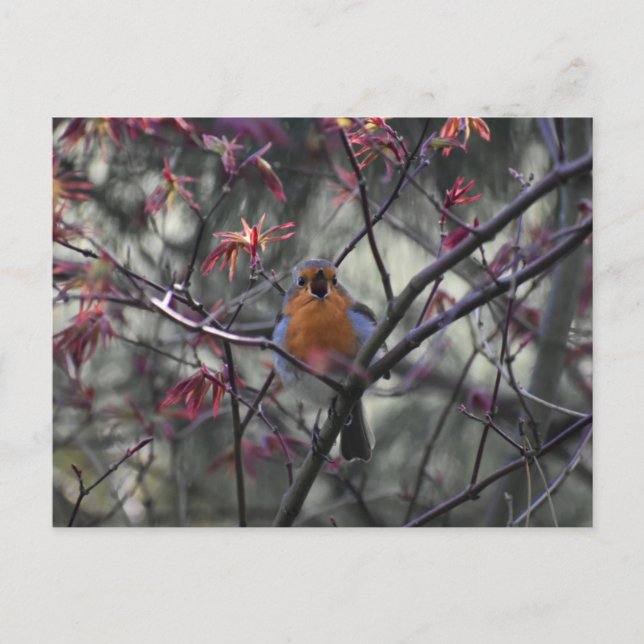 Cartão Postal Robin  (Frente)
