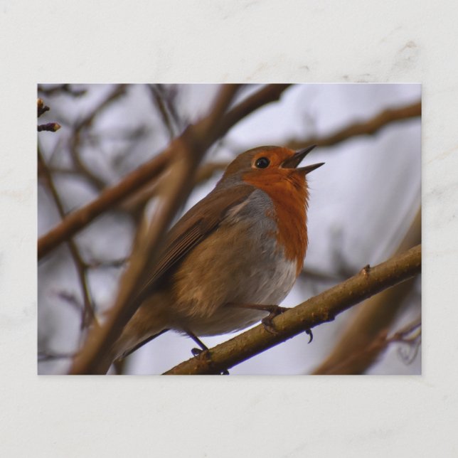 Cartão Postal Robin (Frente)