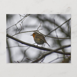 Cartão Postal Robin 