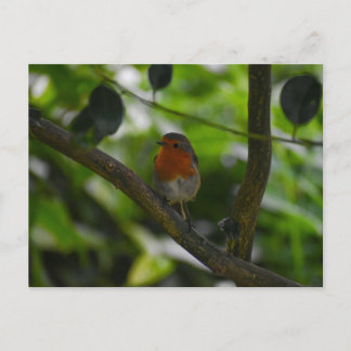 Cartão Postal Robin