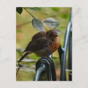 Cartão Postal Robin