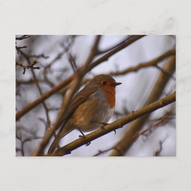 Cartão Postal Robin (Frente)