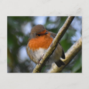 Cartão Postal Robin