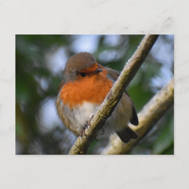 Cartão Postal Robin (Frente)