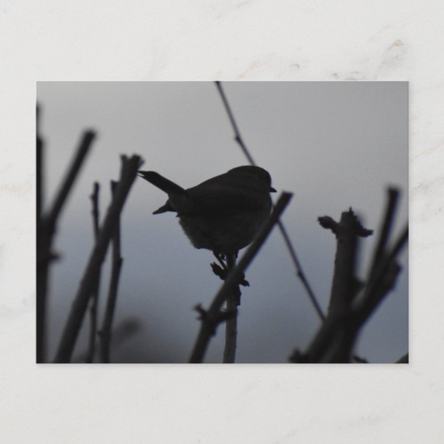 Cartão Postal Robin  (Frente)