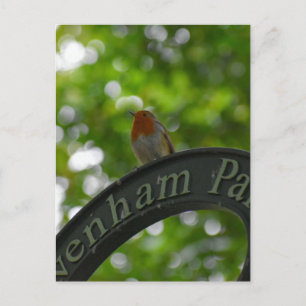 Cartão Postal Robin