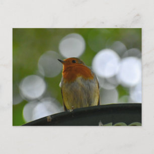 Cartão Postal Robin