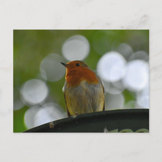 Cartão Postal Robin (Frente)