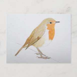 Cartão Postal Robin 2011