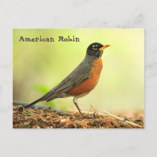 Cartão Postal Robin Americano