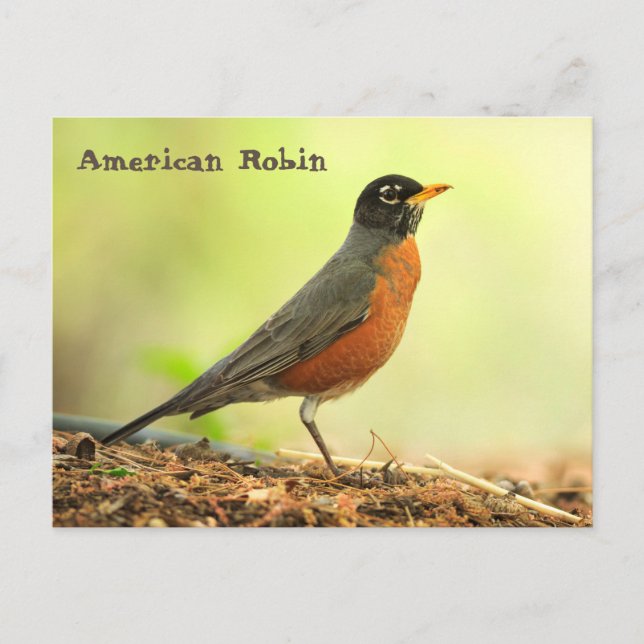 Cartão Postal Robin Americano (Frente)