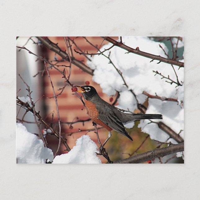 Cartão Postal Robin americano (Frente)