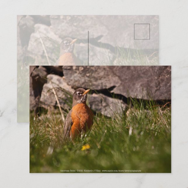 Cartão Postal Robin Americano (Frente/Verso)
