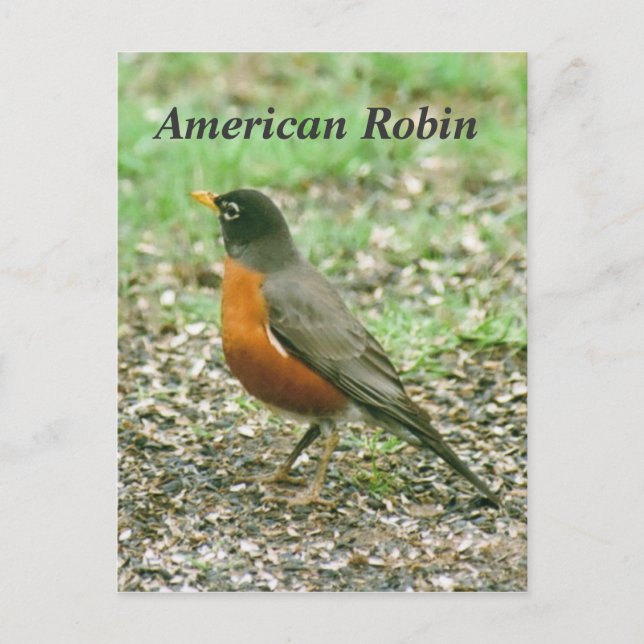 Cartão Postal Robin Americano (Frente)
