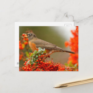 Cartão Postal Robin Americano com uma Píracantha Pomme