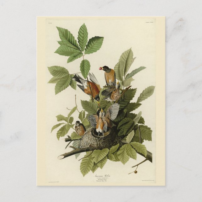 Cartão Postal Robin Americano das Aves da América de Audubon (Frente)