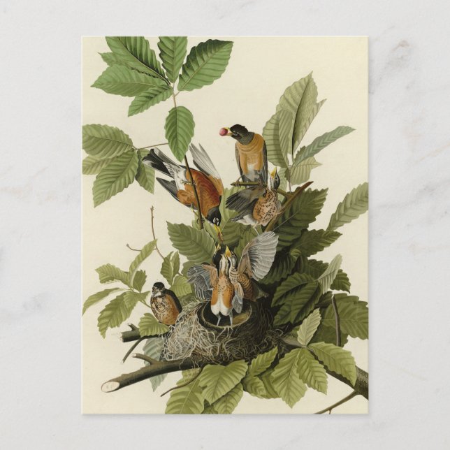 Cartão Postal Robin Americano das Aves da América de Audubon (Frente)