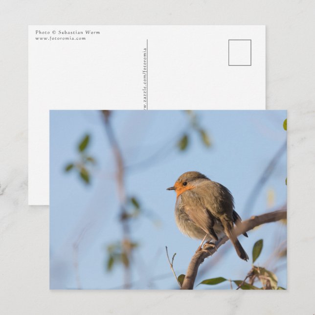 Cartão Postal Robin Bird Nature Foto (Frente/Verso)