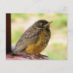 Cartão Postal Robin, de uma semana, em um Perch