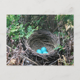 Cartão Postal Robin dos Ovos no Nest