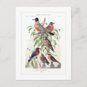 Cartão Postal Robin e Bluebird