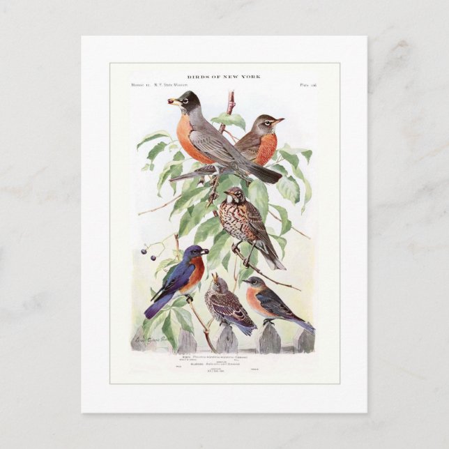 Cartão Postal Robin e Bluebird (Frente)