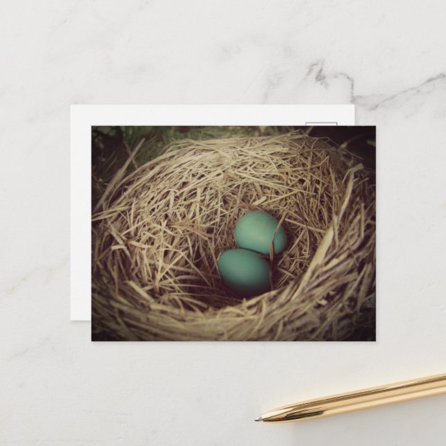 Cartão Postal Robin Eggs in a Nest (Frente/Verso In Situ)