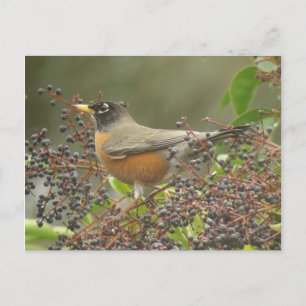 Cartão Postal Robin em Berries