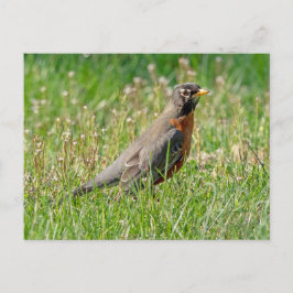 Cartão Postal Robin na grama e luz do sol