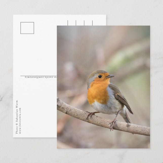 Cartão Postal Robin Nature Photo (Frente/Verso)