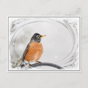 Cartão Postal Robin no inverno