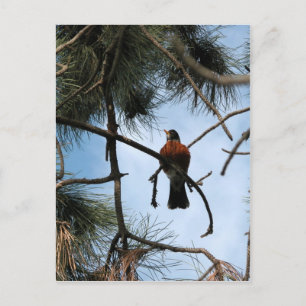 Cartão Postal Robin num pinheiro