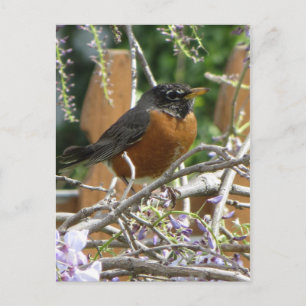 Cartão Postal Robin On Branch