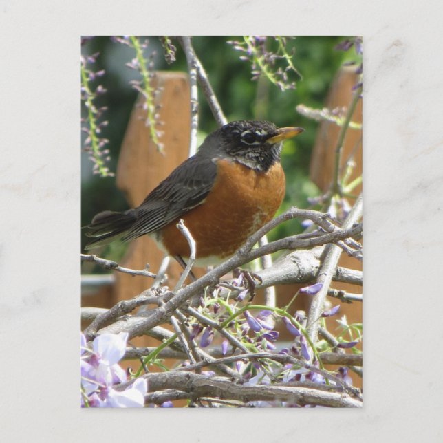 Cartão Postal Robin On Branch (Frente)