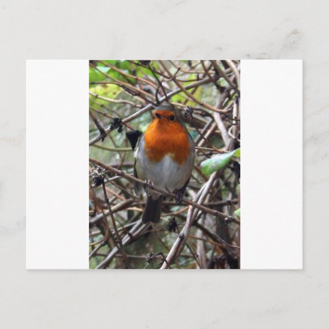 Cartão Postal Robin Rebreast (Frente)