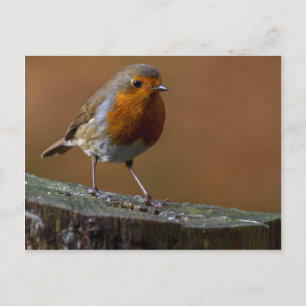 Cartão Postal Robin Redbreast