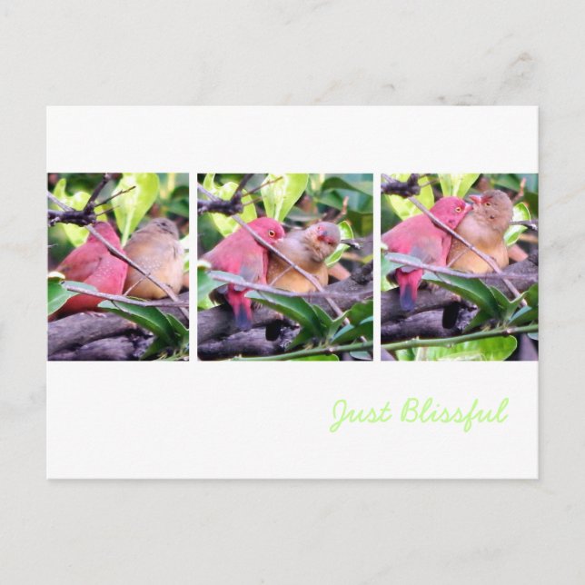 Cartão Postal Robins de preparação (Frente)